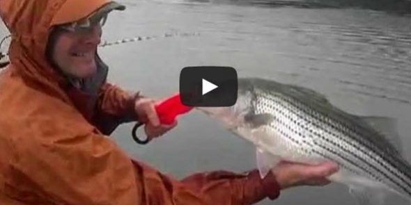 Catching and releasing at Norris Lake | Jay's Striper Guide Service