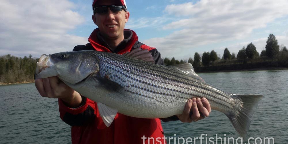 East Tennessee Striper Fishing Jay's Striper Guide Service