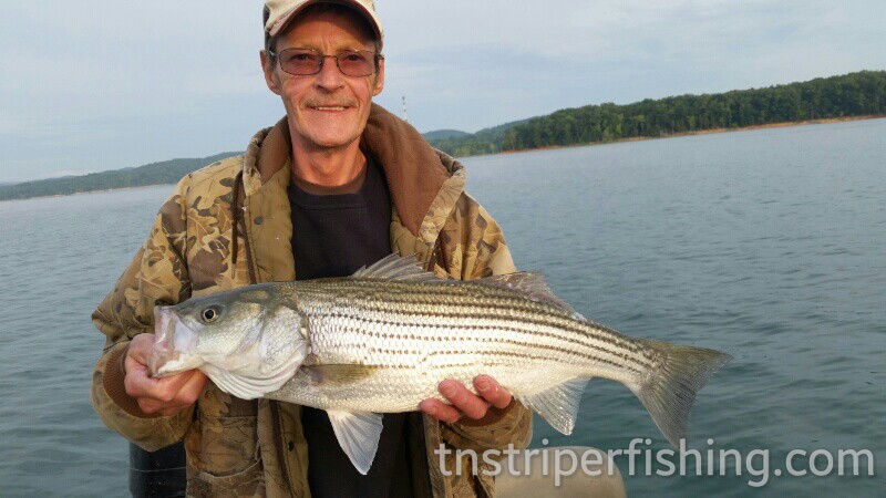Tennessee Striper Fishing Guide Charter Services Captn Jay Lake Cherokee Norris Lake Watts Bar