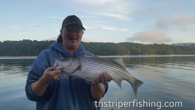 Tennessee Striper Fishing Guide Charter Services Capt'n Jay Lake Cherokee Guided fishing experience for catching bass and walleye