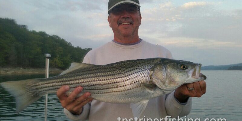 Tennessee Lakes Cherokee Lake Norris Lake Fishing Guide Service