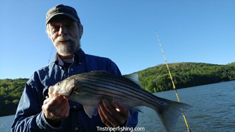 Norris Lake – 5-2-2017 the Fishing has been outstanding | Jay's Striper Guide Service