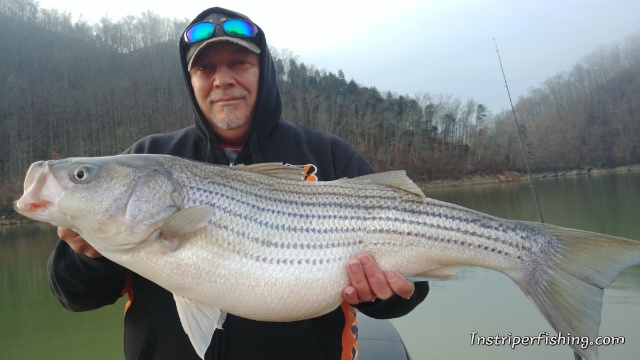 STRIPER FISHING ON NORRIS LAKE  Clinton, Norris, Oak Ridge